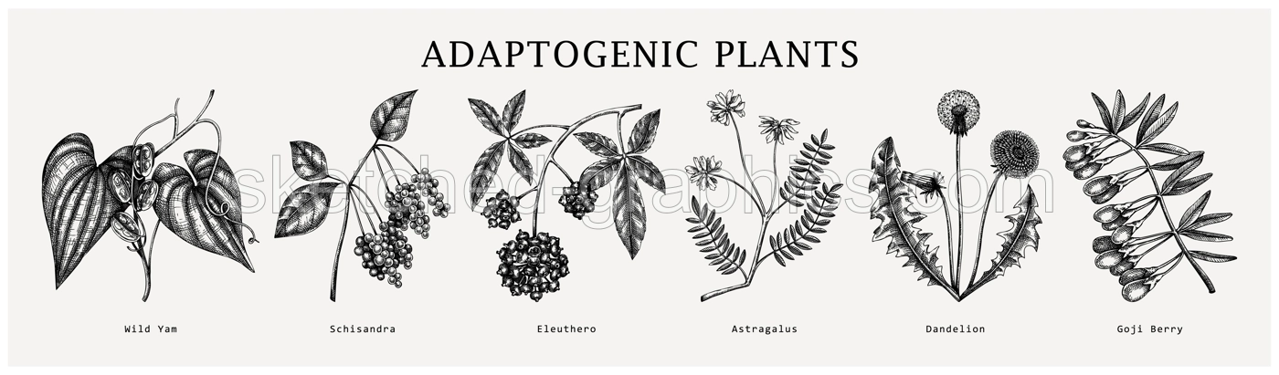 Adaptogen plants collection. Hand-sketched botanical illustrations set. Perfect for recipe, menu, label, packaging. Vector medicine plants, weeds, herbs, berry outlines in vintage style. Illustration